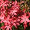 Schizostylus mrs Hegarty - Abriachan Nurseries Scottish Garden